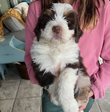 F1 Aussiedoodle - Male - 5 Weeks Old