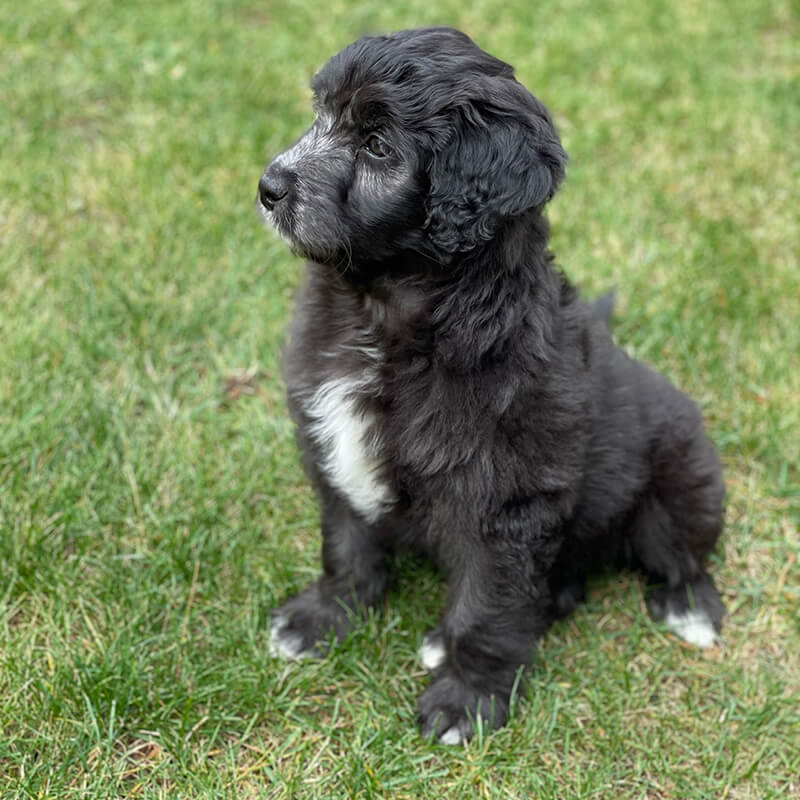 Aussiedoodle & Bernedoodle Puppies - Harmony Hill Doodles