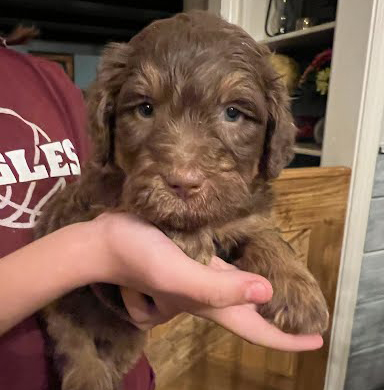 F1 Aussiedoodle - Male - 5 Weeks Old