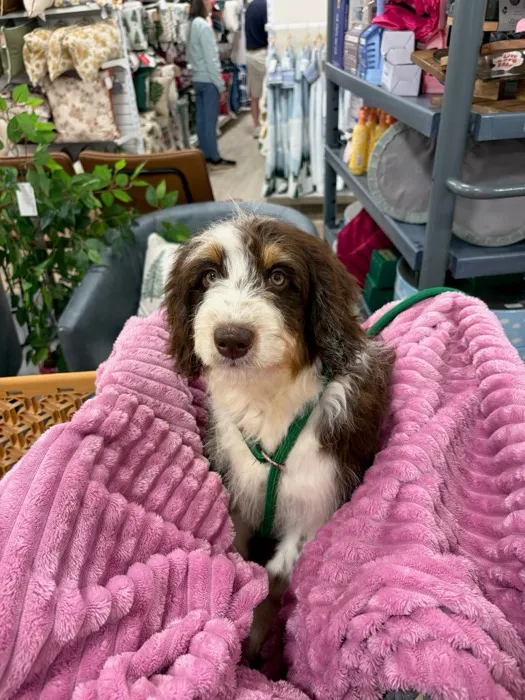 Female F1 Mini Aussiedoodle puppy at Harmony Hill Doodles