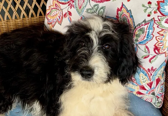 Male F1 Mini Aussiedoodle puppy at Harmony Hill Doodles