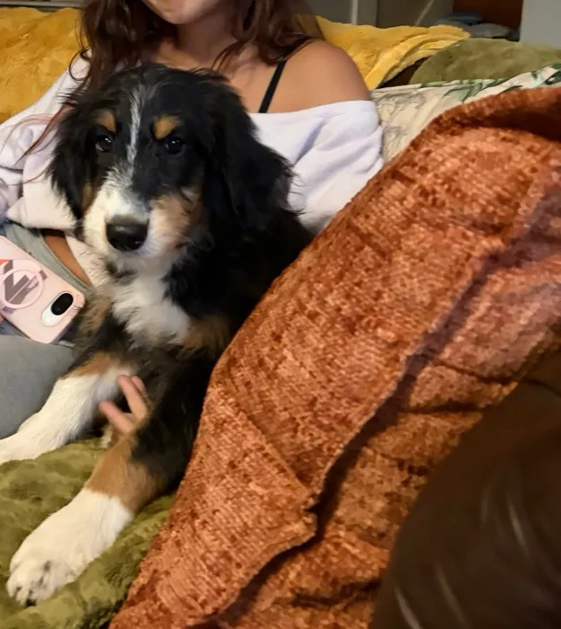 Female F1 Standard Aussiedoodle puppy at Harmony Hill Doodles