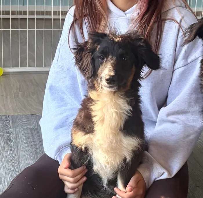Female F1 Standard Aussiedoodle puppy at Harmony Hill Doodles