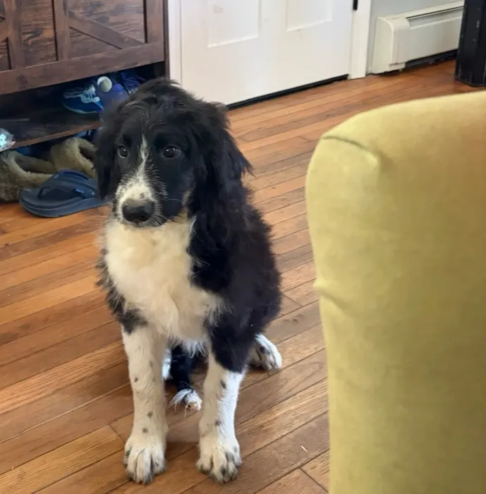 Male F1 Standard Aussiedoodle puppy at Harmony Hill Doodles